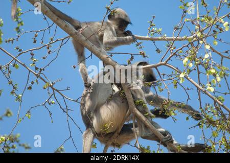 Südebene grau langurs Semnopithecus dussumieri. Weibchen und ihr Junge füttern. Sasan. Gir Sanctuary. Gujarat. Indien. Stockfoto