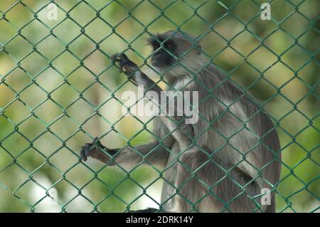 Südebene grau langur Semnopithecus dussumieri hinter einem Zaun. Sasan. Gir Sanctuary. Gujarat. Indien. Stockfoto