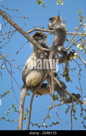 Südebene grau langurs Semnopithecus dussumieri. Weibchen und ihr Junge. Sasan. Gir Sanctuary. Gujarat. Indien. Stockfoto