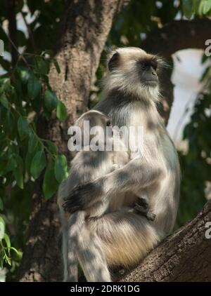 Südebene grau langurs Semnopithecus dussumieri. Weibchen und ihr Junge. Sasan. Gir Sanctuary. Gujarat. Indien. Stockfoto