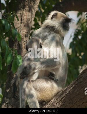 Südebene grau langurs Semnopithecus dussumieri. Weibchen und ihr Junge. Sasan. Gir Sanctuary. Gujarat. Indien. Stockfoto