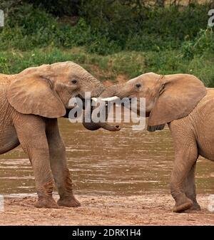 Afrikanischer Elefant, Loxodonta Africana, Youngs spielen, Masai Mara-Park in Kenia Stockfoto