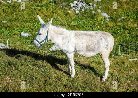 Esel auf einem Feld, Pralognan la Vanoise, Französische alpen Stockfoto