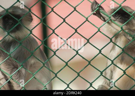 Südebene grau langurs Semnopithecus dussumieri. Sasan. Gir Sanctuary. Gujarat. Indien. Stockfoto