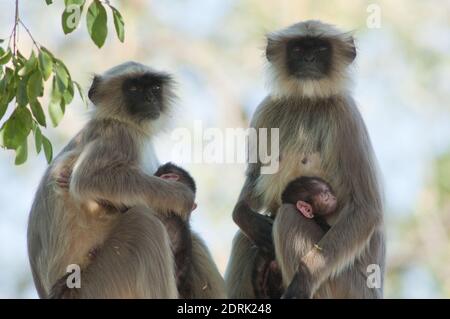 Südebene grau langurs Semnopithecus dussumieri. Weibchen und ihre Jungen. Sasan. Gir Sanctuary. Gujarat. Indien. Stockfoto