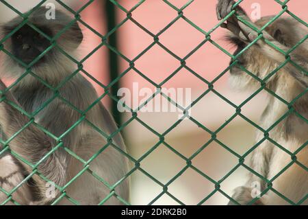 Südebene grau langurs Semnopithecus dussumieri. Sasan. Gir Sanctuary. Gujarat. Indien. Stockfoto