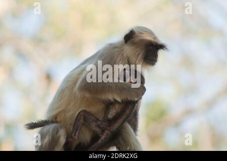 Südebene grau langurs Semnopithecus dussumieri. Weibliche Transport zu ihrem Jungen. Sasan. Gir Sanctuary. Gujarat. Indien. Stockfoto