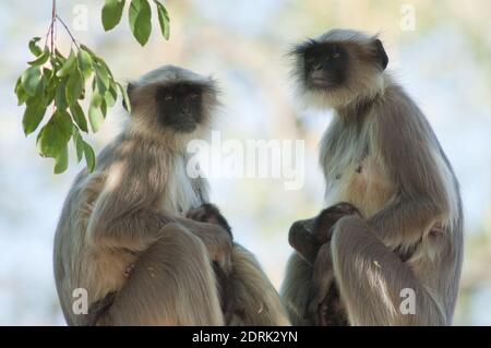 Südebene grau langurs Semnopithecus dussumieri. Weibchen und ihre Jungen. Sasan. Gir Sanctuary. Gujarat. Indien. Stockfoto