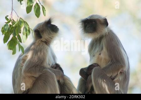 Südebene grau langurs Semnopithecus dussumieri. Weibchen und ihre Jungen. Sasan. Gir Sanctuary. Gujarat. Indien. Stockfoto