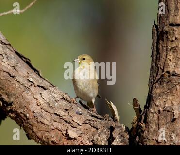Eine Erwachsene weibliche Pine Warbler, Setophaga pinus, thront auf einem Kiefernzweig. Winter, Drewry, Alabama. Frühere wissenschaftliche Synonyme von S. pinus sind Certhia Stockfoto