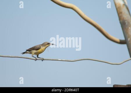 Weibchen lila Sonnenvogel Cinnyris asiaticus mit Material für ihr Nest. Sasan. Gir Sanctuary. Gujarat. Indien. Stockfoto