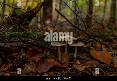 Wildpilze im Herbstwald Stockfoto