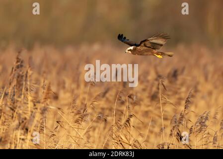 Juvenile Marsh Harrier (Circus aeruginosus), jagt tief über reedbed in Oxfordshire Stockfoto