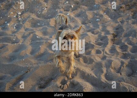 Ein kleiner und toller Hund traf sich am Strand. Stockfoto