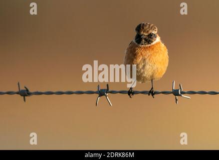 Männlicher Stonechat (Saxicola rubicola), der auf einem Stacheldrahtzaun in Oxfordshire thront Stockfoto