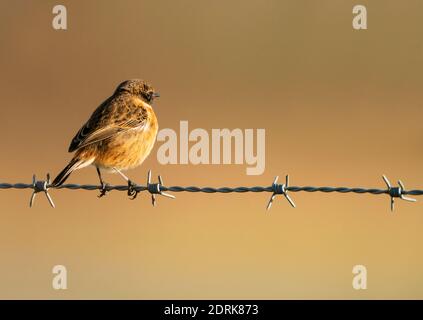 Männlicher Stonechat (Saxicola rubicola), der auf einem Stacheldrahtzaun in Oxfordshire thront Stockfoto