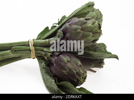 Artischocke, Cynara Scolymus vor weißem Hintergrund Stockfoto