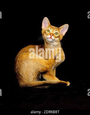 Roten Abessinier Katze kratzen Stockfoto