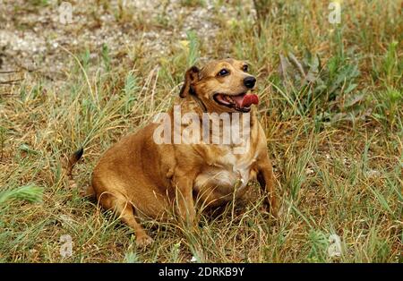 Übergewichtigen Hund mit Zunge heraus Stockfoto