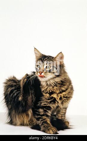 Siberian Domestic Cat Kratzen Stockfoto