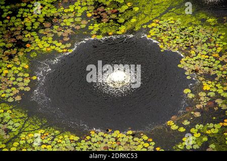 Luftaufnahme über Lilypond in Brisbane City Botanic Gardens, Queensland, Australien. Hintergrund, Kopierbereich. Stockfoto