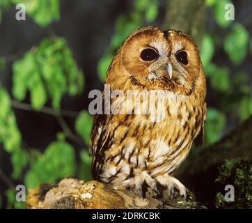 Eurasian Tawny Owl, strix aluco Stockfoto