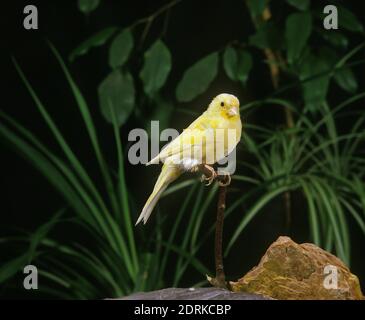 Malinois Canary or Song Canary, serinus canaria Stock Photo