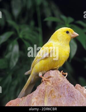 Malinois Canary or Song Canary, serinus canaria Stock Photo