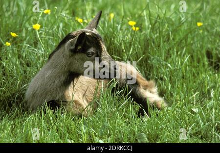 Alpine Chamoisee Hausziege, eine französische Rasse, Kid Verlegung auf Rasen Stockfoto