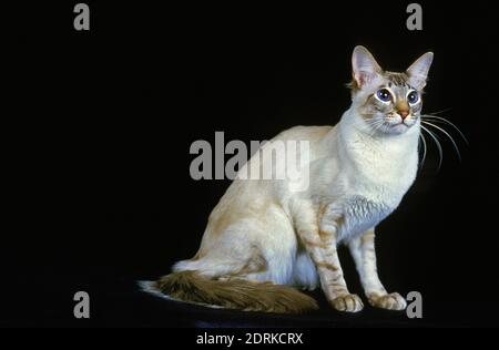 Balinesische Hauskatze sitzt vor schwarzen Hintergrund Stockfoto