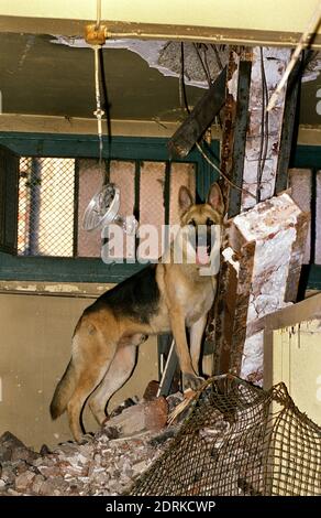 Deutscher Schäferhund während einer Katastrophe Hundetraining Stockfoto