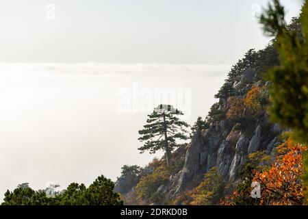 Berge, Herbstwald und fog.beautiful Morgen in einem Bergtal. Panorama-Landschaft von nebligen Bergen mit einer einigen Kiefer auf einer Klippe.morni Stockfoto