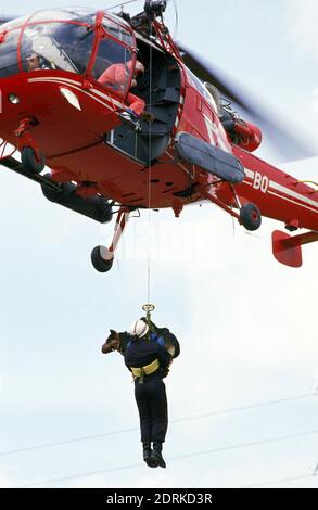 Deutscher Schäferhund während einer Katastrophe Hundetraining Stockfoto