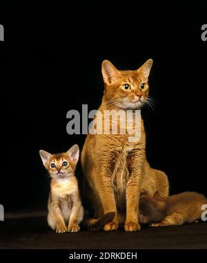 Rote Abessinier Hauskatze, Mutter und Kätzchen Suckling Stockfoto