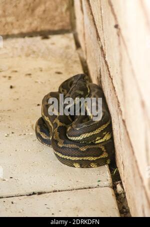Ein Teppich Python (Morelia spilota) ordentlich gewickelt und ruht in einem privaten Garten neben einer Wand. Eine nicht giftige Schlange, die in Queensland, Australien, häufig vorkommt. Stockfoto
