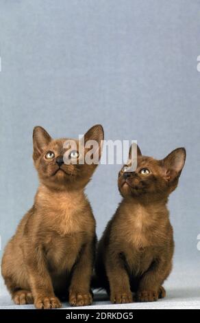 Zibeline Burmese Hauskatze, Kätzchen sitzend Stockfoto