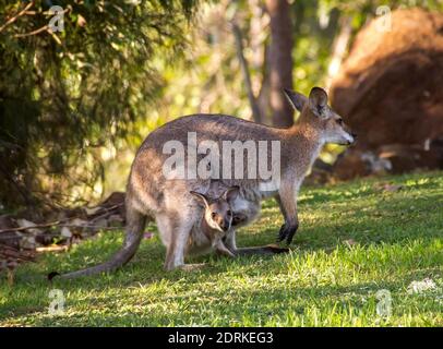 Ein wildes weibliches rothalsiges Wallaby (Macropus rufograiseus), mit ihrem joey (Baby) in ihrem Beutel - Queensland Australia. Joey schaut auf die Kamera. Stockfoto