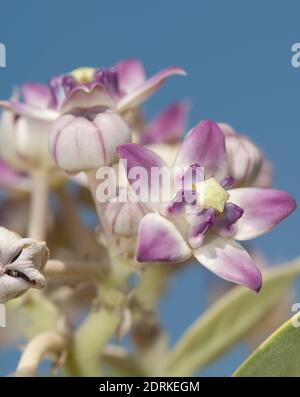 Blüten von Apfel von Sodom Calotropis procera. Gir-Nationalpark. Gujarat. Indien. Stockfoto