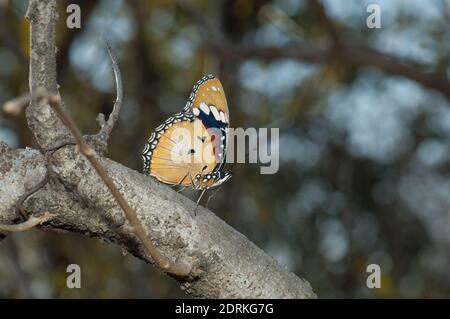 Weibliche Danaid-Eggfliege Hypolimnas misippus. Gir-Nationalpark. Gujarat. Indien. Stockfoto