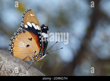 Weibliche Danaid-Eggfliege Hypolimnas misippus. Gir-Nationalpark. Gujarat. Indien. Stockfoto