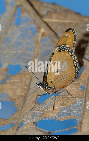 Weibliche Danaid-Eggfliege Hypolimnas misippus. Gir-Nationalpark. Gujarat. Indien. Stockfoto