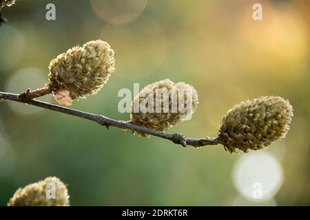 Betula alleghaniensis Stockfoto