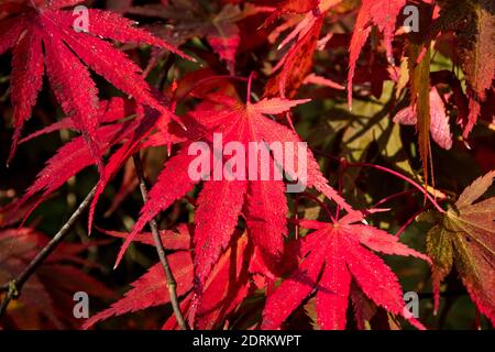 Acer palmatum 'Nicholsonii' im Herbst Stockfoto