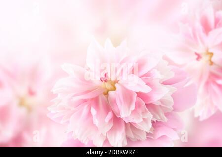 Hintergrund mit rosa Pfingstrosen Blumen. Festlicher Hintergrund, Pastell und zartes Bouquet Stockfoto