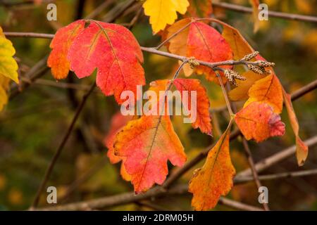 Rhus aromatica oder duftender Sumac Stockfoto