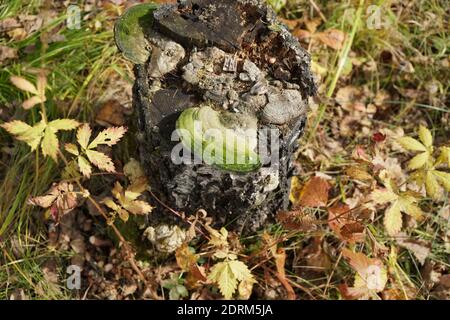 Grüner Pilzparasit Trametes versicolor (putenschwanz) wächst auf einem alten Stumpf zwischen gefallenen Blättern im Herbstwald. Stockfoto