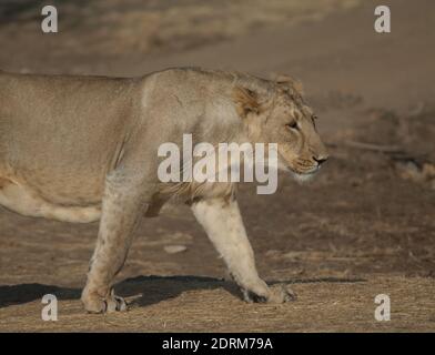 Asiatischer Löwe Panthera leo persica. Löwin in Devalia. Gir Sanctuary. Gujarat. Indien. Stockfoto