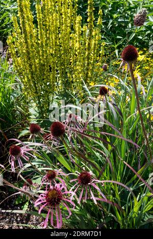 Juli Gartenbeet Pale coneflower Echinacea pallida Mullein Verbascum Blumen Stockfoto