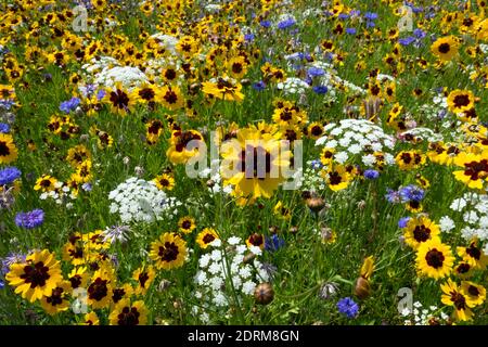 Bunte Wildblumenwiese Mischblumen Gelb weiß Wildblumen Feld Tickseed Plains Coreopsis tinctoria Wilde Karottenpflanzen Natur Jully blühend Stockfoto