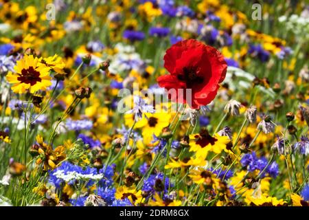 Malerische Wildblumenwiese Roter Mohn Gelb Blau Blumen Wiese Papaver Rhoeas Blume Sommer Bunte Garten gemischte Blumen Roter Papaver blühender Mix Stockfoto